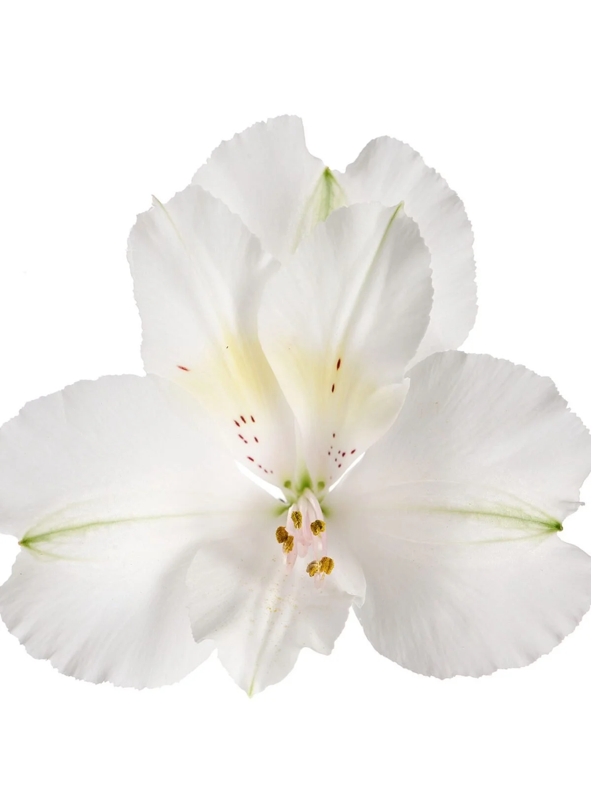 Alstroemeria x hybrida Colorita® Claressa — ThinkPlants